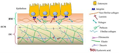 The Charming World of the Extracellular Matrix: A Dynamic and Protective Network of the Intestinal Wall